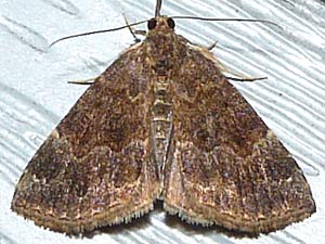 Hypena sordidula