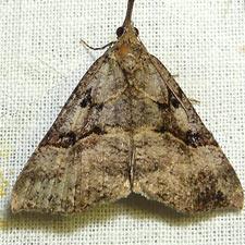 Hypena edictalis