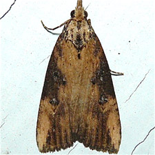 Hypena humuli