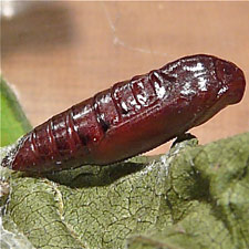 Hypena humuli