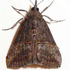 Hypena scabra