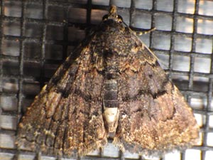 Metalectra miserulata