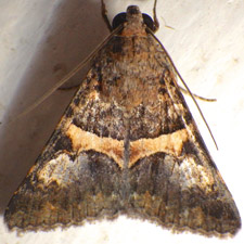 Forsebia cinis