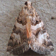 Drasteria mirifica