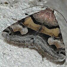 Drasteria pallescens