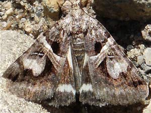 Drasteria grandirena