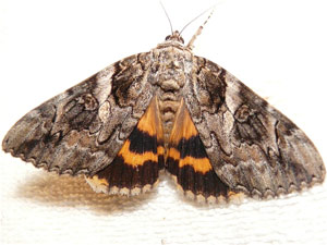 Catocala piatrix