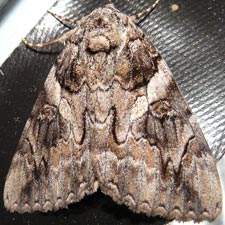 Catocala piatrix