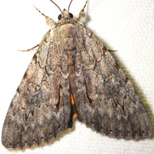 Catocala habilis