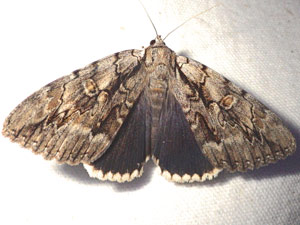 Catocala retecta