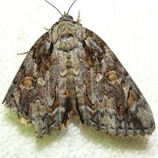 Catocala subnata