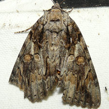 Catocala neogama