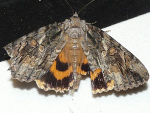 Catocala neogama