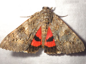 Catocala hermia