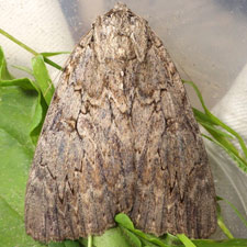 Catocala amatrix