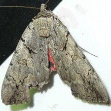 Catocala amatrix