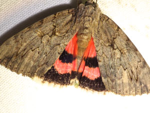 Catocala amatrix