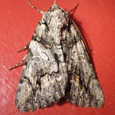 Catocala violenta