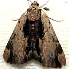 Catocala ultronia