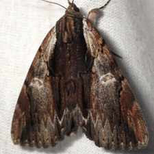 Catocala ultronia