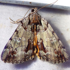 Catocala praeclara