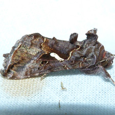 Autographa precationis