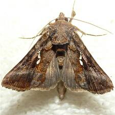 Autographa bimaculata