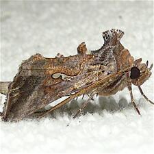 Autographa bimaculata