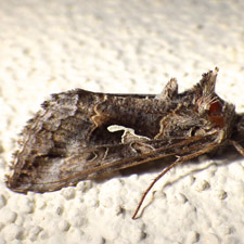 Autographa californica