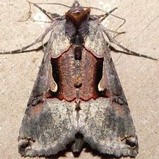 Autographa ampla