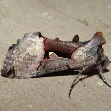 Autographa ampla