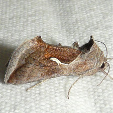 Anagrapha falcifera