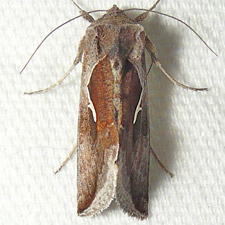 Anagrapha falcifera