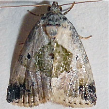 Maliattha synochitis