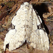 Leuconycta diphteroides