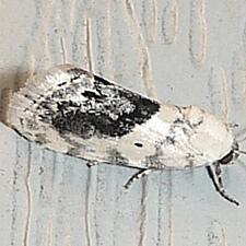 Ponometia erastrioides