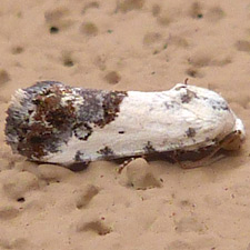 Ponometia phecolisca