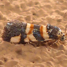 Spragueia funeralis