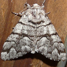 Panthea furcilla