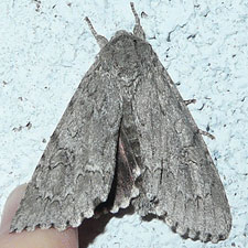 Acronicta americana