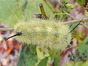 Acronicta americana