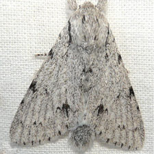 Acronicta lepusculina