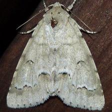 Acronicta innotata