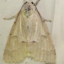 Acronicta innotata