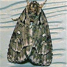 Acronicta vinnula