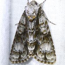 Acronicta superans