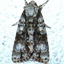 Acronicta superans