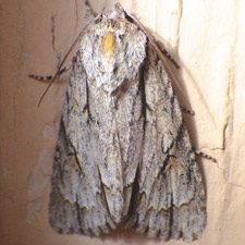 Acronicta thoracica