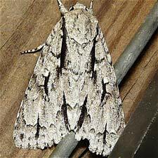 Acronicta lobeliae