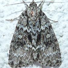 Acronicta fragilis